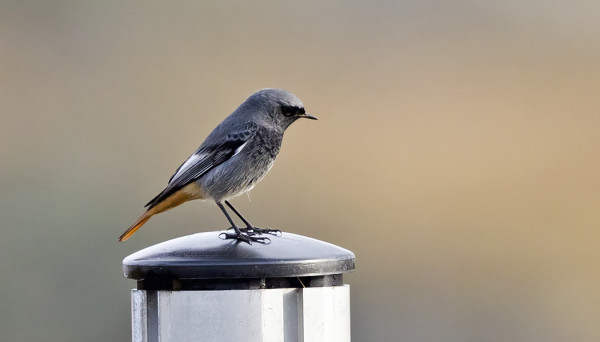 MUSTALEPPÄLINTUJA ON NÄKYNYT YLLÄTTÄVÄNKIN MONTA NÄIN SYKSYLLÄ