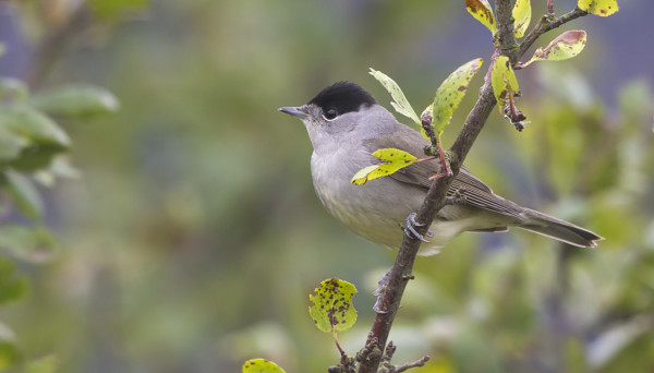 MUUTAMA MUSTAPÄÄKERTTU ON VIELÄ NÄKYNYT
