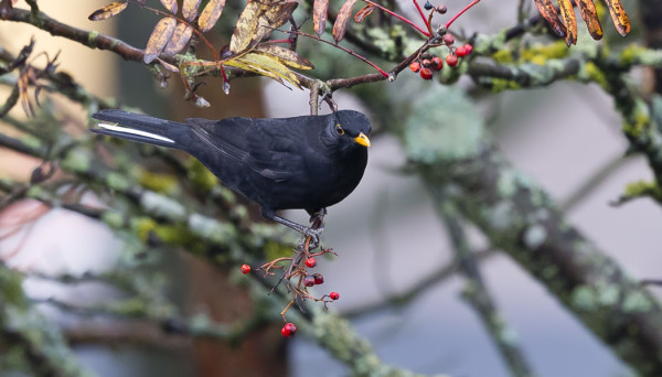 SAUNAMME LUONA KÄVÄISI MUSTARASTAS, JOLLA OLI KOKOVALKOINEN PYRSTÖSULKA