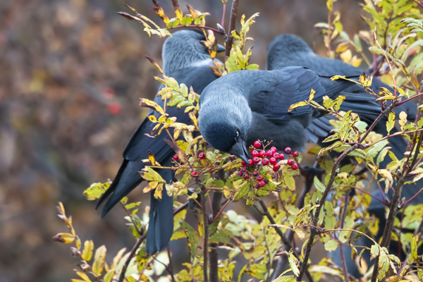 NAAKOILLEKIN KELPAAVAT PIHLAJANMARJAT