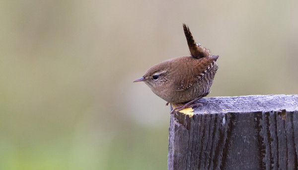 PEUKALOISIA RIITTÄÄ!