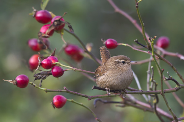 SAUNAMME RUUSUPUSKASSA KÄY SÄÄNNÖLLISESTI PEUKALOISIA