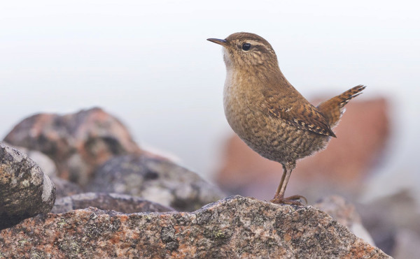 PEUKALOISTEN MUUTTO JATKUU