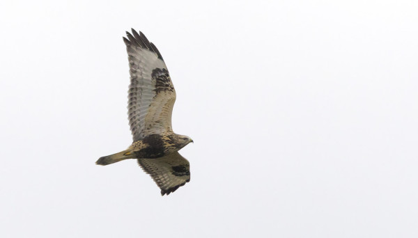 PIEKANOITA ON LIIKKEELLÄ