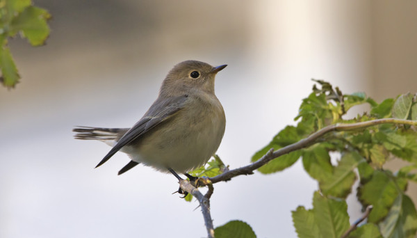 PIKKUSIEPPOJEN MUUTTO JATKUU YHÄ