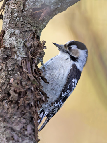 MUUTAMA PIKKUTIKKA ON PIKAISESTI KÄYNYT SAARELLA