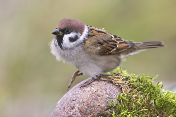 MUUTAMA PIKKUVARPUNEN NÄKYY PÄIVITTÄIN