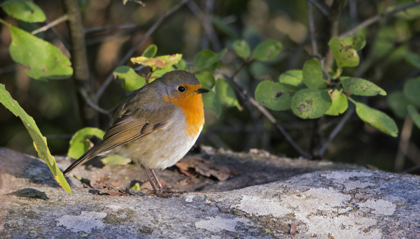 PUNARINTOJENKIN MUUTTO ALKAA JO HIIPUA