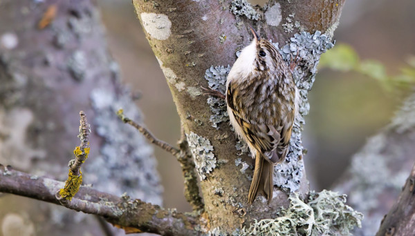 PUUKIIPIJÖITÄ OLI TÄNÄÄN LÄHES ENNÄTYSMÄÄRÄ