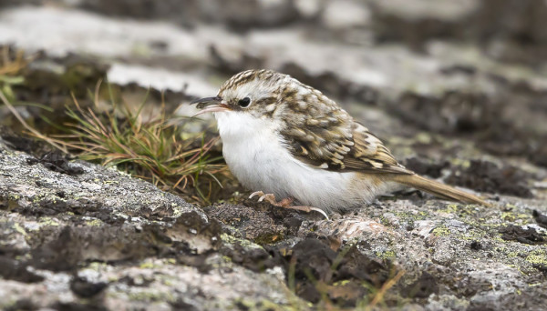 PUUKIIPIJÄMUUTTO ALKAA HIIPUA