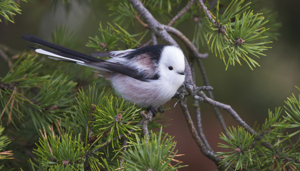 PYRSTÖTIAISIA TULI KERTAHEITOLLA PALJON!