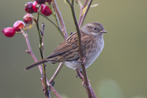 RAUTIAISIA ON VIELÄ USEITA
