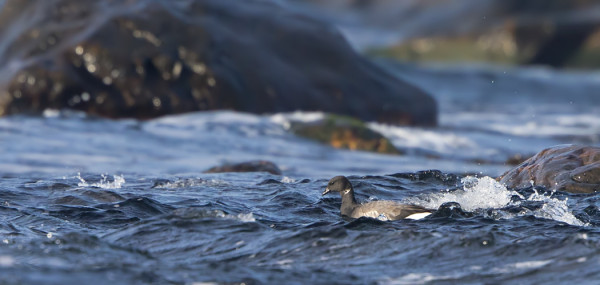 MUUTAMA SEPELHANHI VIIHTYY UTÖN VESILLÄ