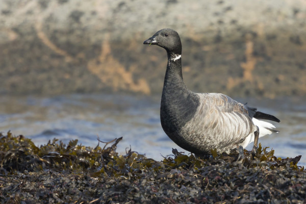 ITÄRANNAN LEVÄVALLEILLA ON TIMALIEN LISÄKSI SEPELHANHIA - HAUSKAA LAJISTOA!