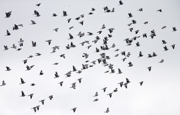 SEPELKYYHKYJEN MUUTTO JO HIIPUU