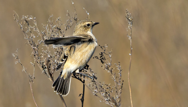 sepeltasku_03_Korppoo_10_14