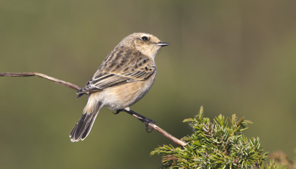 NAARASPUKUINEN SEPELTASKU ITÄNIITYLLÄ, VIIRUTON YLÄPERÄ, HYVIN TUMMAT (MUSTAT) KAINALOT JNE