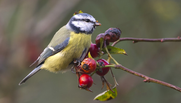 RUUSUNMARJAT TEKEVÄT KAUPPANSA