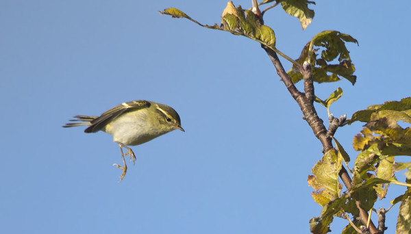 taigauunilintu_01_Korppoo_10_14