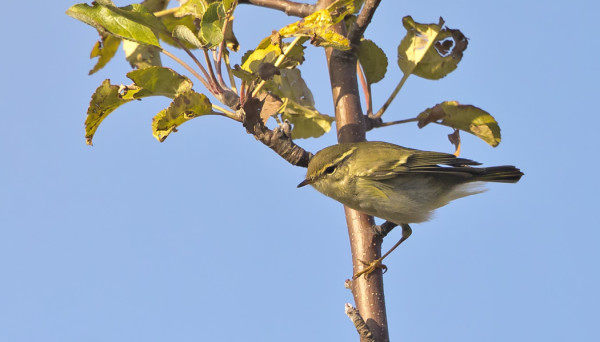 TAIGAUUNILINNUT - "INOT" - OVAT NYT HYVIN LIIKKEELLÄ