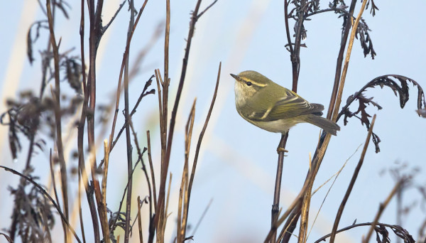 SYKSYN 12. TAIGAUUNILINTU VIIHTYI RUDERAATILLA