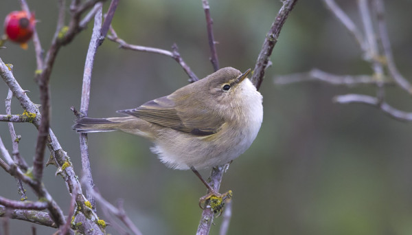 TILTALTTEJA ON EDELLEEN PÄIVITTÄIN