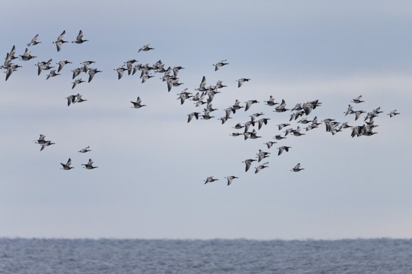 VALKOPOSKIHANHI OLI PÄIVÄN LAJI