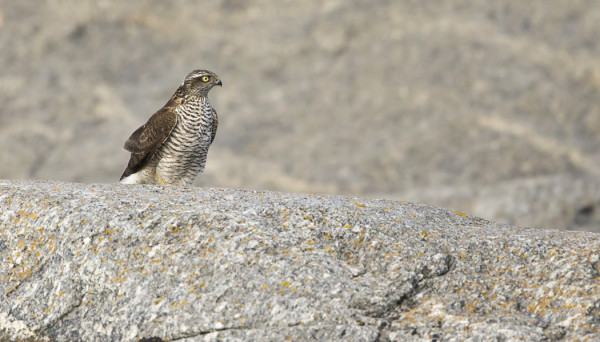 VARPUSHAUKKOJEN MUUTTO JATKUU EDELLEEN
