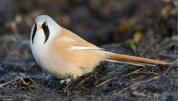 viiksitimali_07_Korppoo_10_14