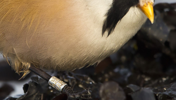 VIIKSITIMALI RUOKAILI AVOIMESTI RANTALEVILLÄ, RENKAASSA LUKI ESTONIA MATSALU JA SITTEN NUMEROT