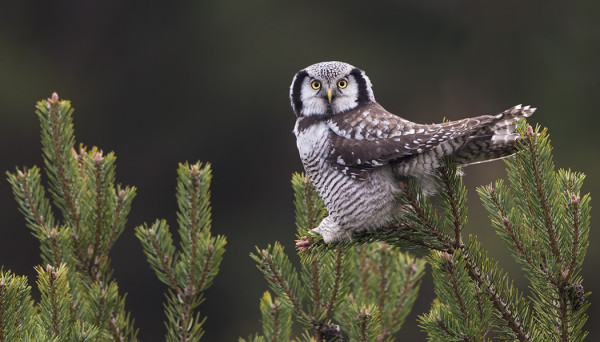 PÄHKINÄNAKKELI JA HIIRIPÖLLÖ NÄYTTÄYTYIVÄT JURMOSSA