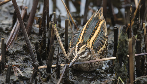 JÄNKÄKURPPA LYMYILEE RANTAVIIVASSA