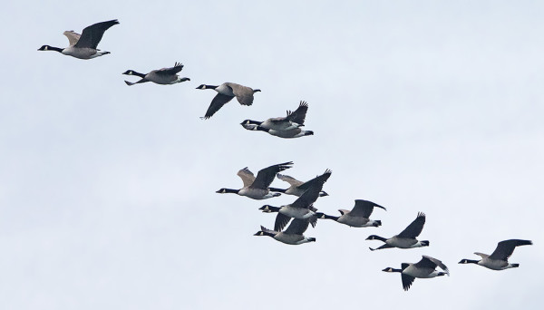 OSA KANADANHANHIEN MUUTTOPARVESTA