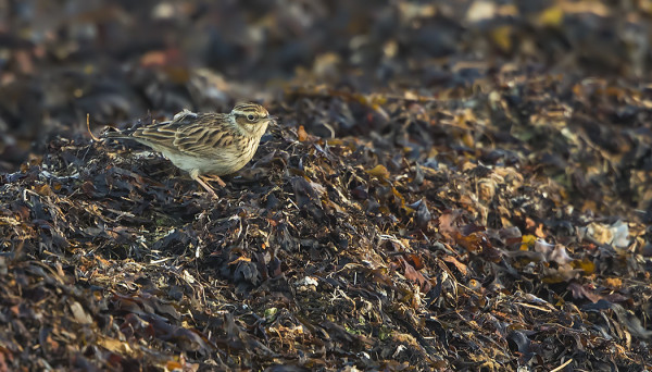 KANGASKIURU OLI TÄNÄÄN ITÄRANNAN LEVÄVALLEILLA