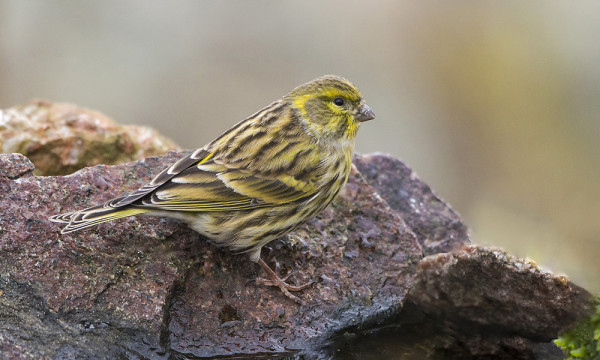 KELTAHEMPPO ILMESTYI YLLÄTTÄEN MEIDÄN RUOKINNALLE