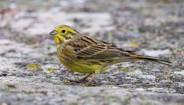 KELTASIRKKUJA ON OLLUT TOSI NIUKASTI KOKO SYKSYN