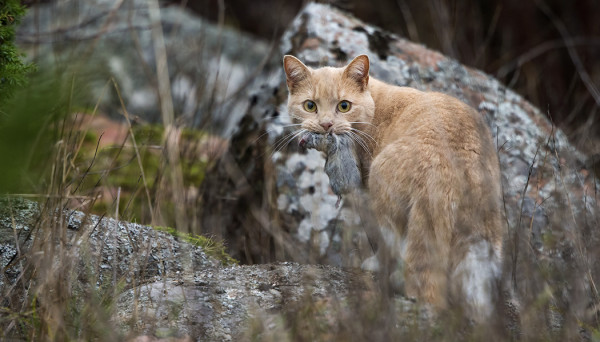 UTÖSSÄ KULJESKELEVA KISSA NAPSII LINTUJA JA NÄKÖJÄÄN ON LÖYTÄNYT JONKUN MYYRÄNKIN