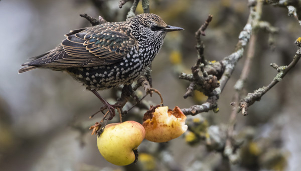KOTTARAISIA NÄKYY VIELÄ MUUTAMIA