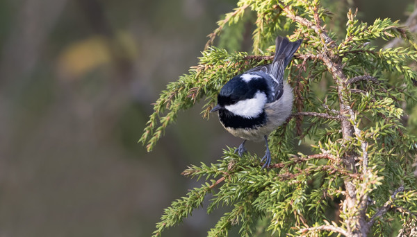 JOKUNEN KUUSITIAINENKIN ON VIELÄ LIIKKEELLÄ