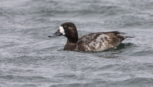 PARI LAPASOTKAA ON ILMESTYNYT SATAMALAHDELLE