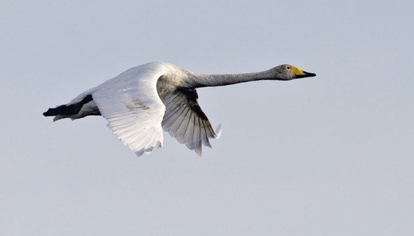 MANTEREEN PAKKANEN PISTÄÄ HILJALLEEN LAULUJOUTSENET LIIKKEELLE