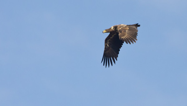 MERIKOTKIA NÄKYY USEITA PÄIVITTÄIN