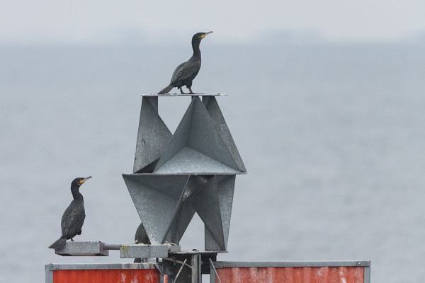 MERIMETSOJA VIIPYILEE LÄHIVESIEN MERIMERKEILLÄ
