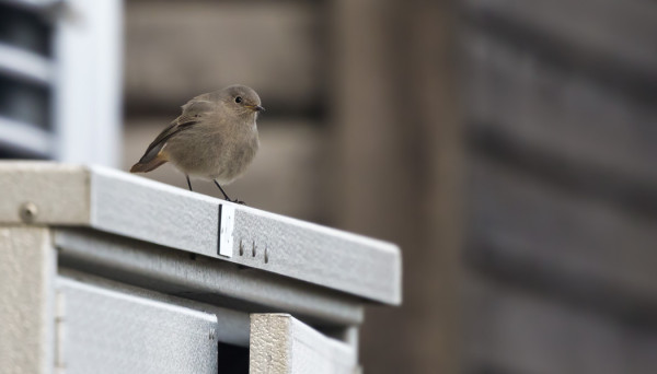 NAARAS MUSTALEPPÄLINTU TÄNÄÄN HOTELLILLA