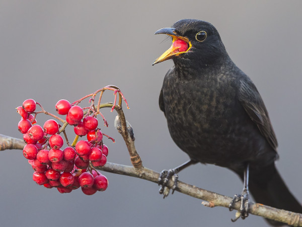 MUSTARASTAS NAUTTII PIHLAJANMARJOISTA