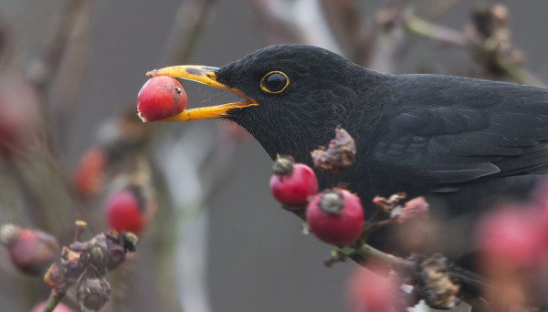 MUSTARASTAITA ON MUKAVA KUVATA