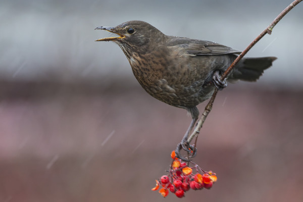 ...JA MUSTARASTAILLE PIHLAJANMARJAT