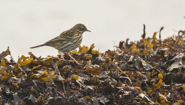 MUUTAMA NIITTYKIRVINEN ON NÄKYNYT PÄIVITTÄIN