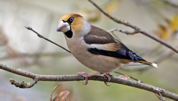 KOMEA NOKKAVARPUNEN KÄVÄISI MEIDÄN SAUNALLA