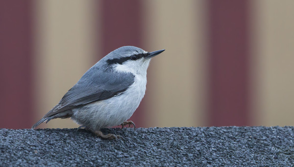 pahkinanakkeli_01_Korppoo_11_14